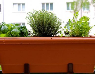 Herbs for Container Gardening