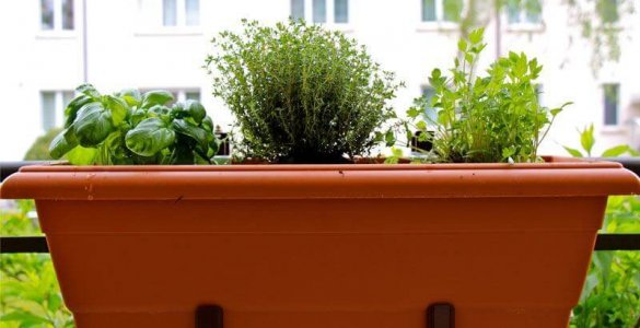 Herbs for Container Gardening