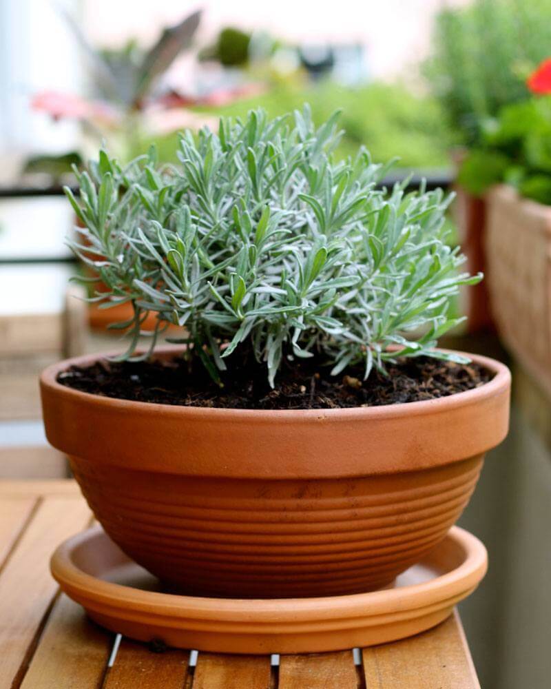 Lavender for Container Gardening