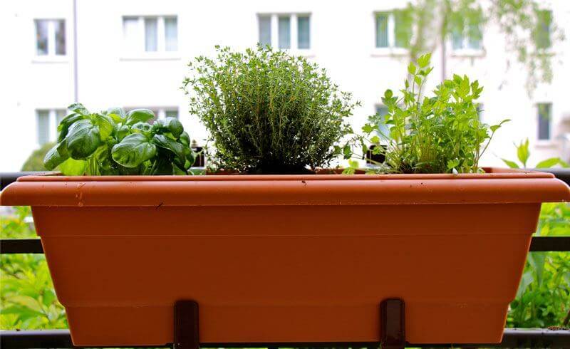 Herbs for Container Gardening