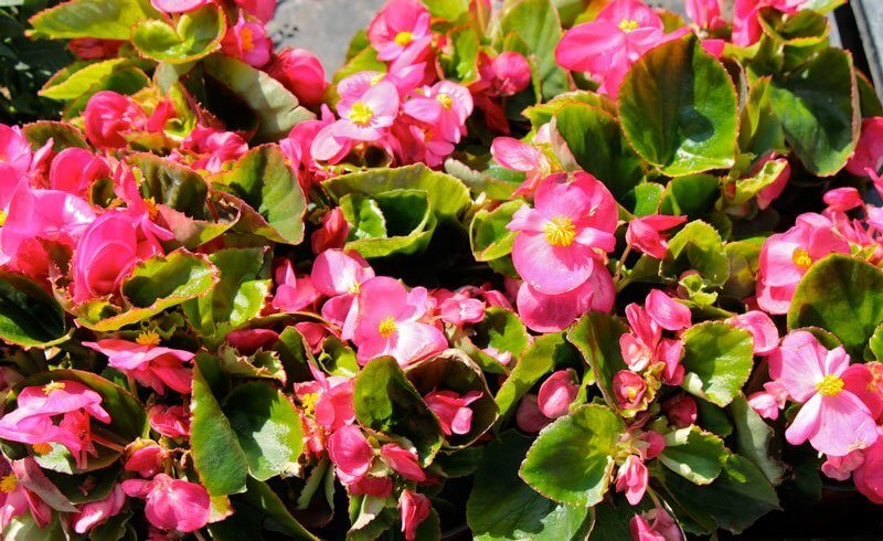Flowers for Container Gardening - Begonia