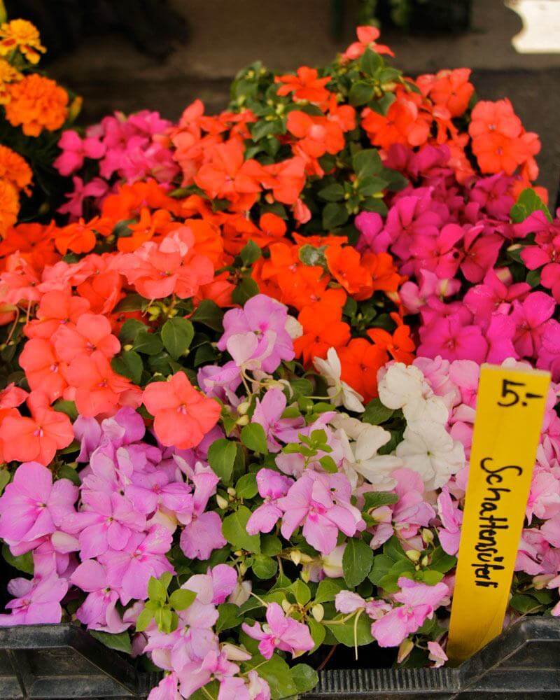 Flowers for Container Gardening - Impatiens