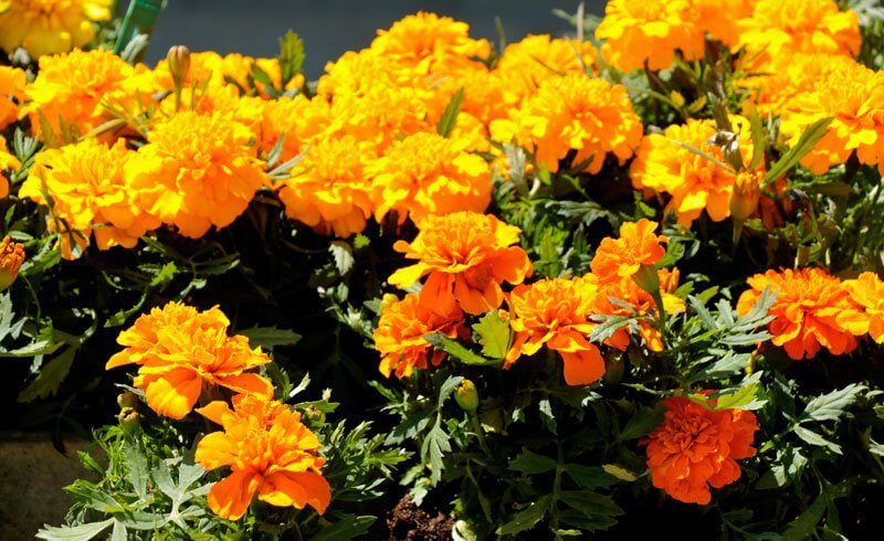 Flowers for Container Gardening - Marigolds