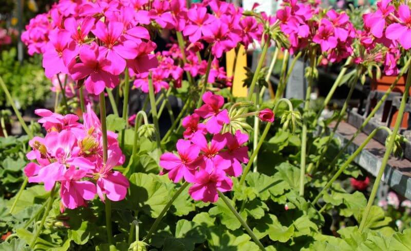 Flowers for Container Gardening - Pelargonium