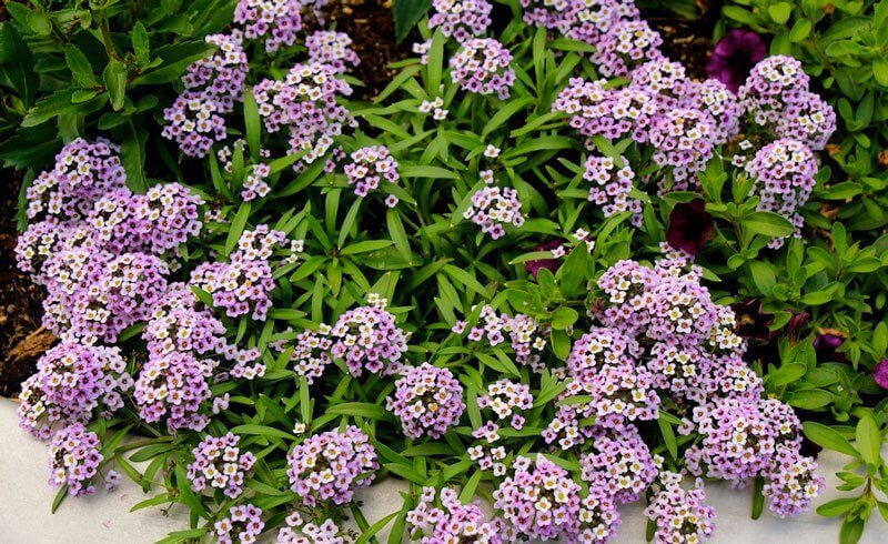 Flowers for Container Gardening - Verbena