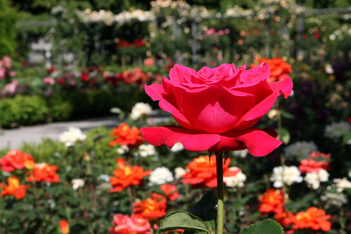 Rosengarten in Bern, Switzerland