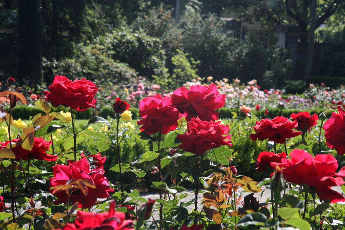 Rosengarten in Bern, Switzerland