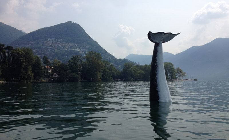 Lugano Whale Spotting