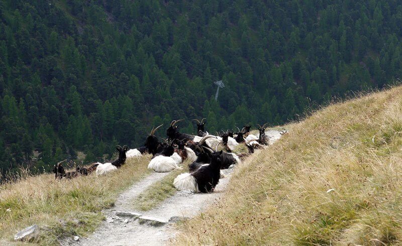 Swiss Valais - Goats from Valais Wallis