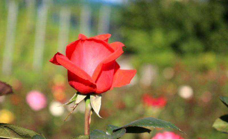 Rapperswil - City of Roses in Switzerland