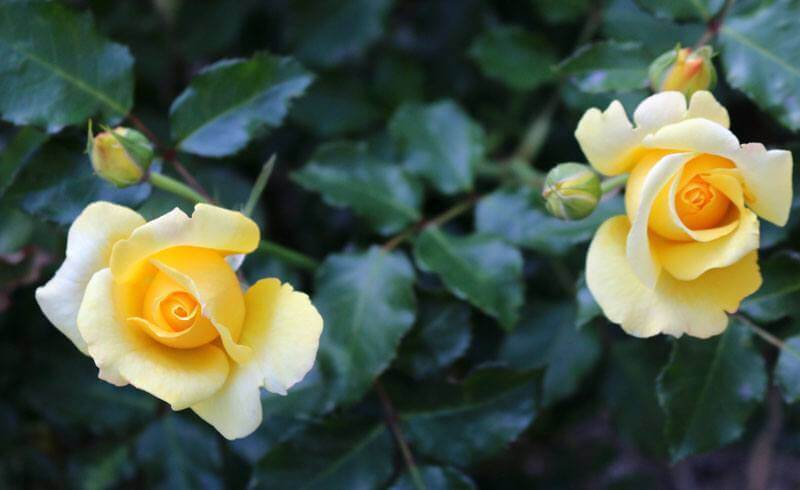 Rapperswil - City of Roses in Switzerland