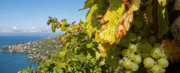 Chasselas - Vigneron Puidoux - Monsier Monnier