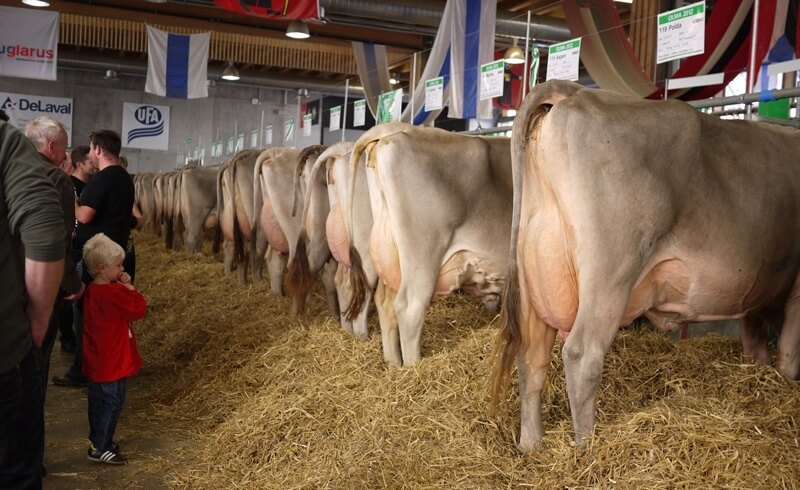 Olma Fair - Cattle Show