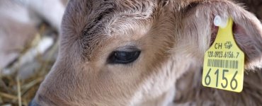 Olma Fair - Cattle Show