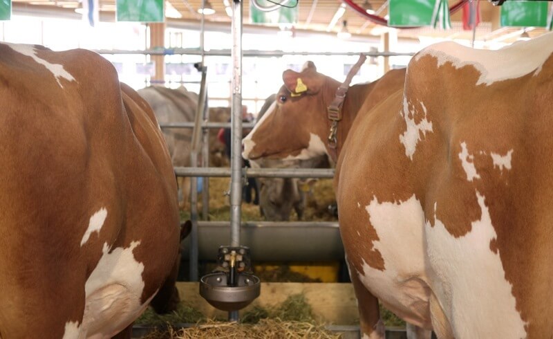 Olma Fair - Cattle Show