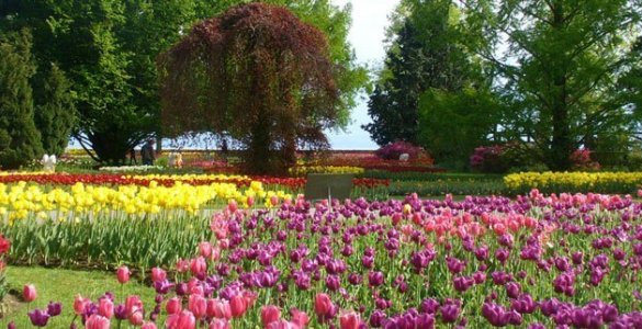 Morges Tulip Festival