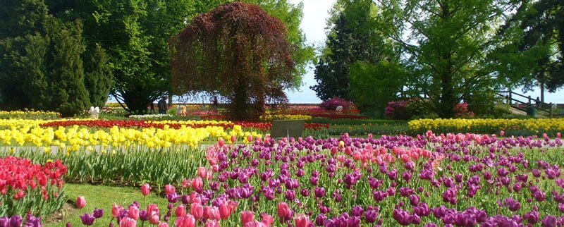 Morges Tulip Festival