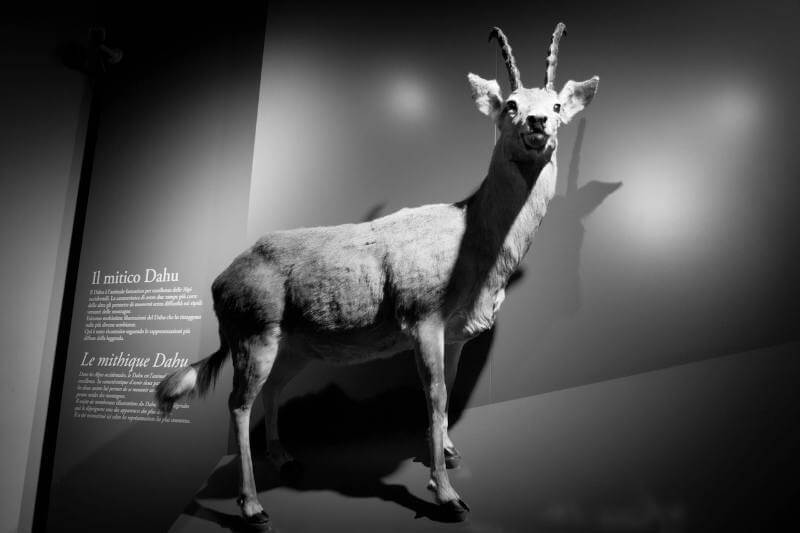 Dahu Animal at Museum