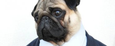 Nutello the Pug