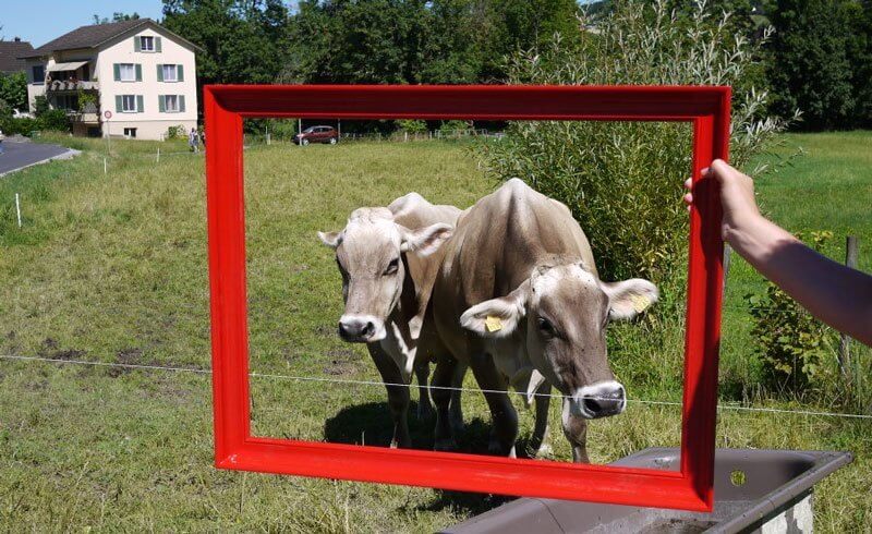 Happy Swiss Cows