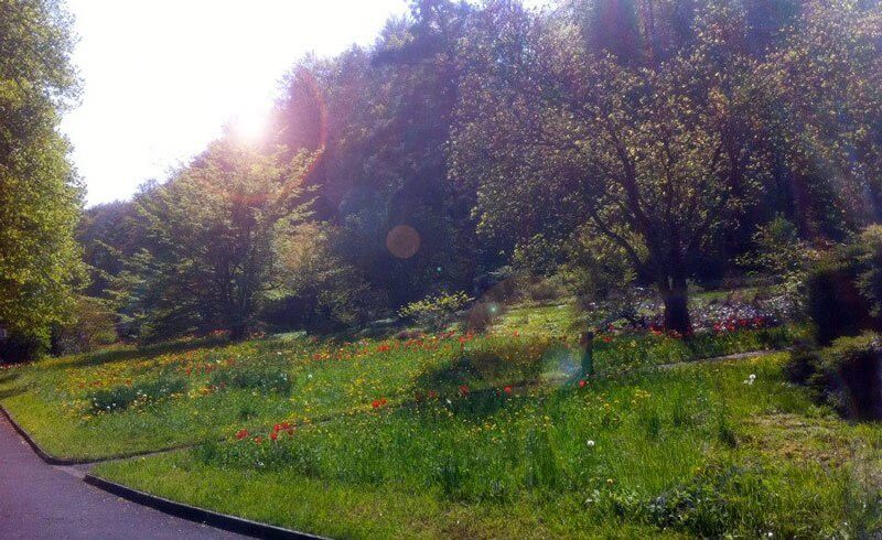 Zurich Cemetery - Friedhof Sihlfeld