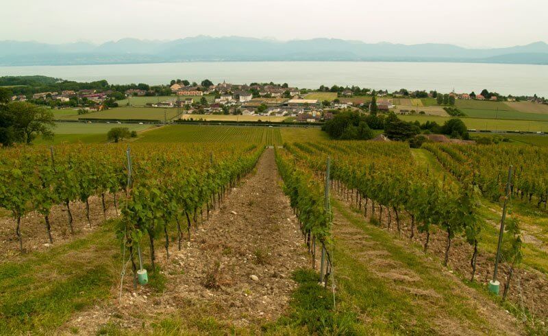 Swiss Wine - Perroy Open Cellar