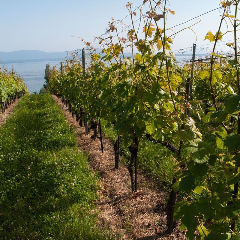 Swiss Wine - Perroy Open Cellar