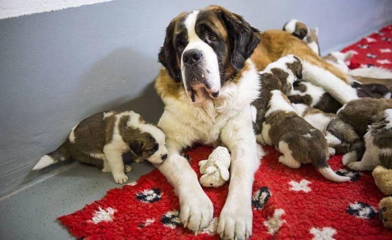 St. Bernards Litter of 12 - March 7, 2014