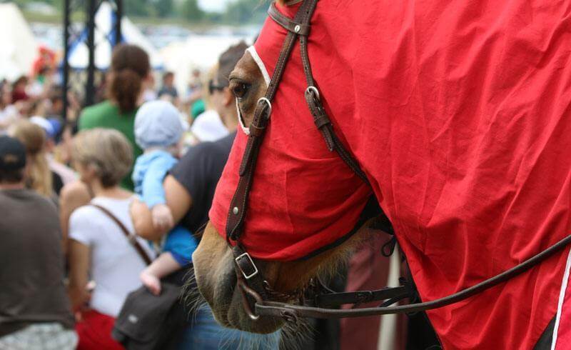 Medieval Festival Hinwil - Mittelalterspektakel turnei.ch