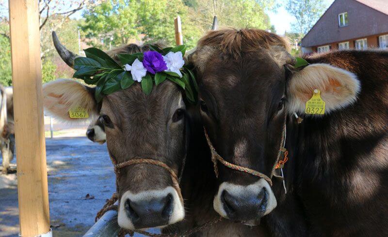 Swiss Mik Cows