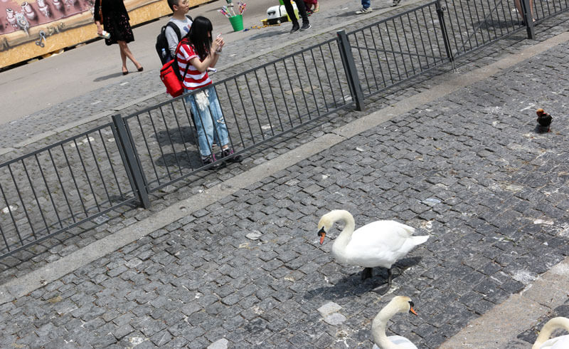 Switzerland Swans