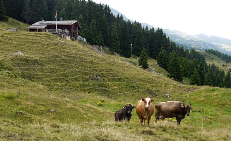 Alp Fops Lenzerheide