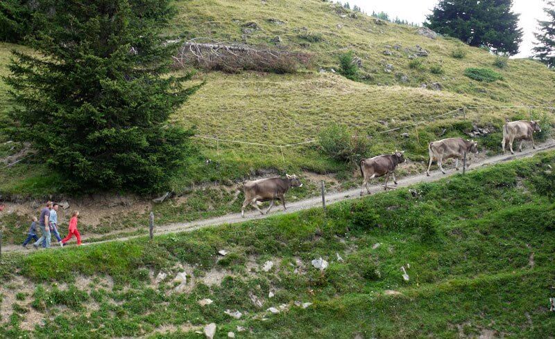 Alp Fops Lenzerheide