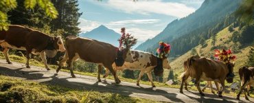 Alpine Descent Switzerland