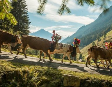 Alpine Descent Switzerland