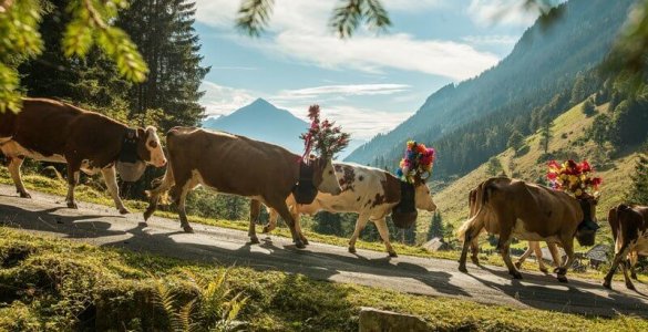 Alpine Descent Switzerland