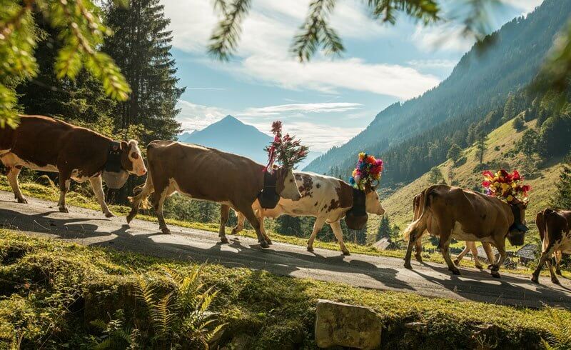 Alpine Descent Switzerland