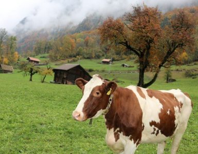 Grindelwald Cow