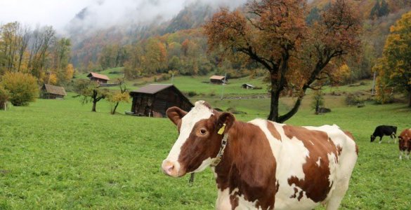 Grindelwald Cow