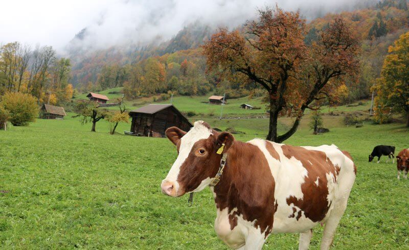 Grindelwald Cow