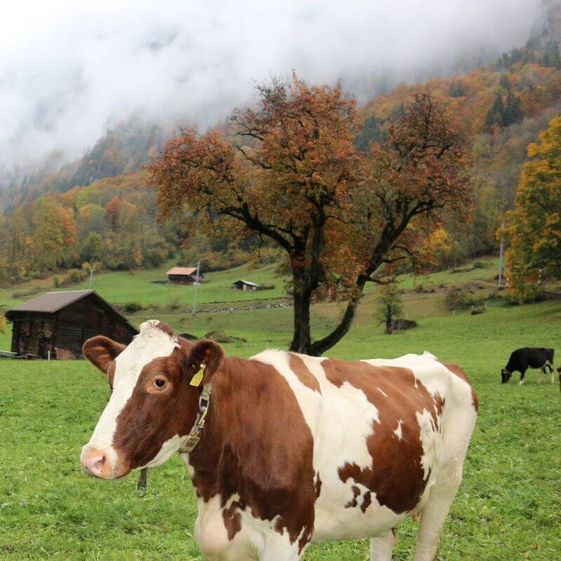 Grindelwald Cow