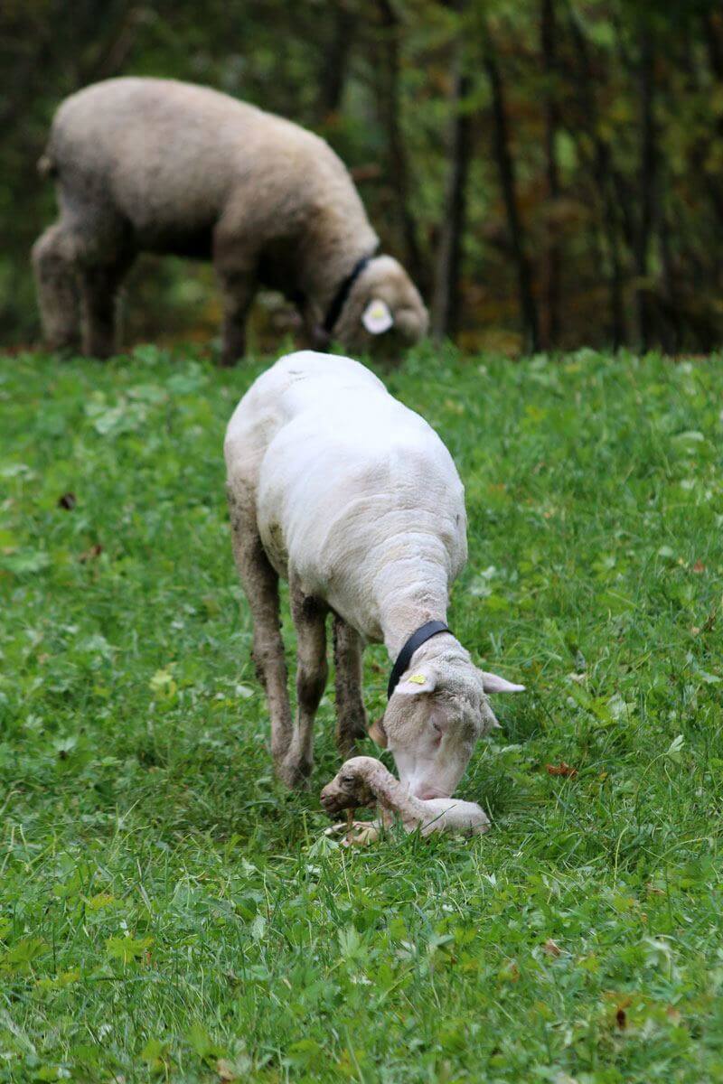 Lauterbrunnen Sheep Birth