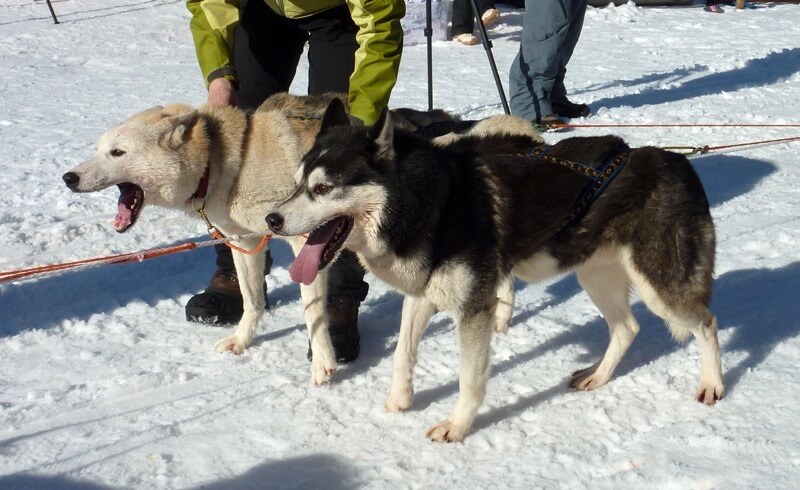 International Sled Dog Race