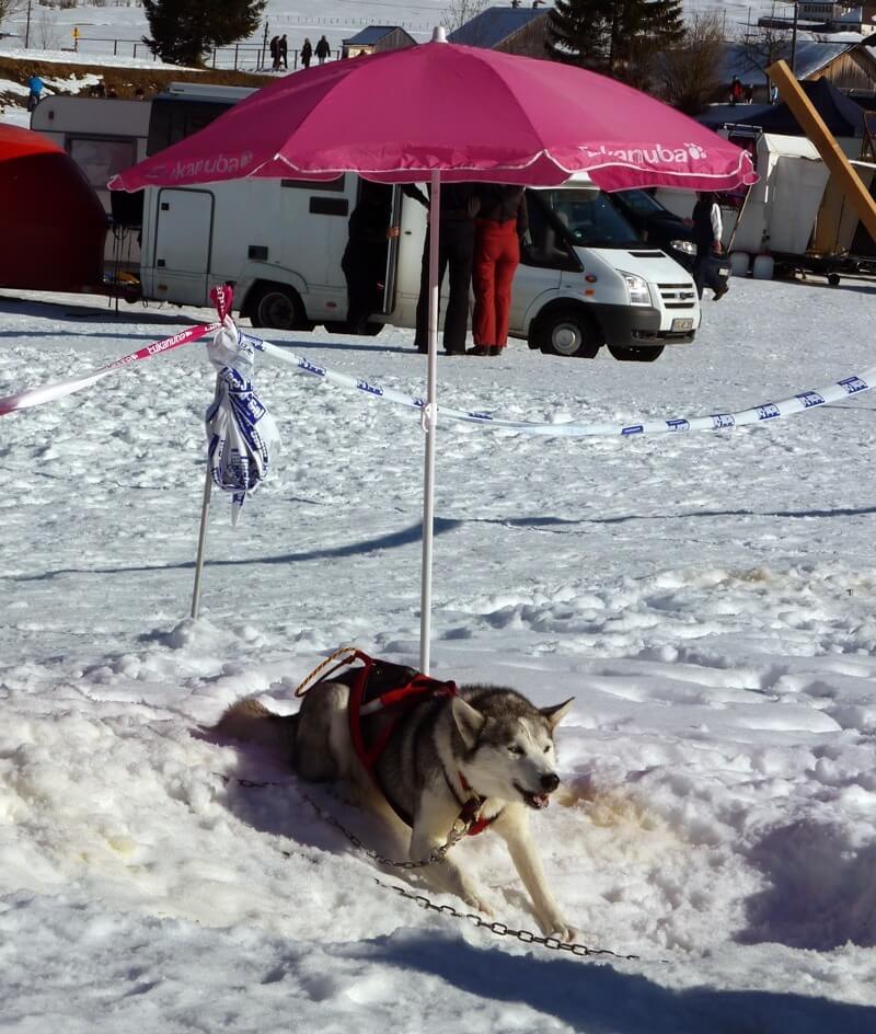 International Sled Dog Race