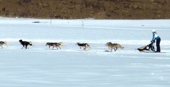 International Sled Dog Race