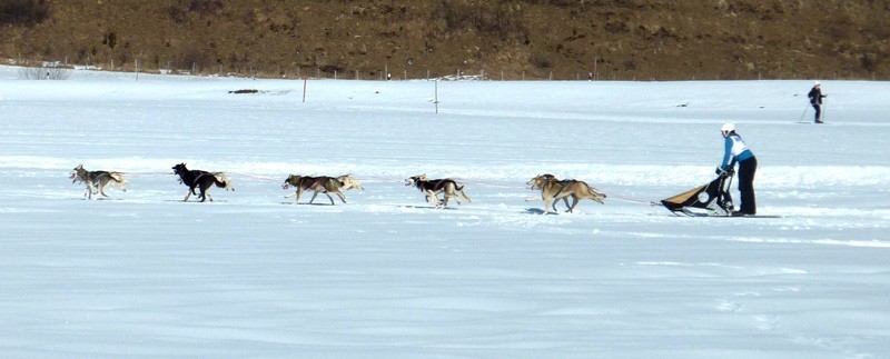 International Sled Dog Race