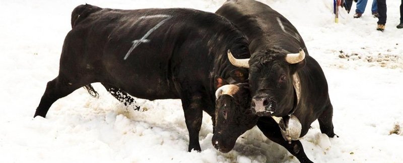 Swiss Cow Fighting Leukerbad