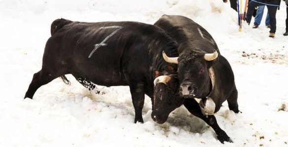 Swiss Cow Fighting - Leukerbad