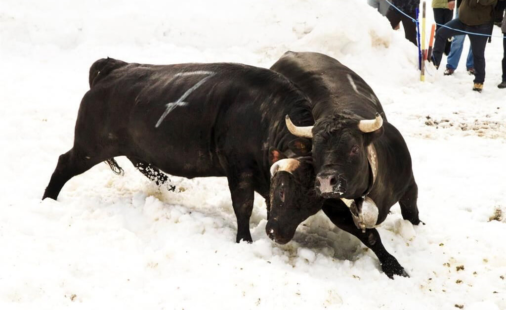 Swiss Cow Fighting - Leukerbad