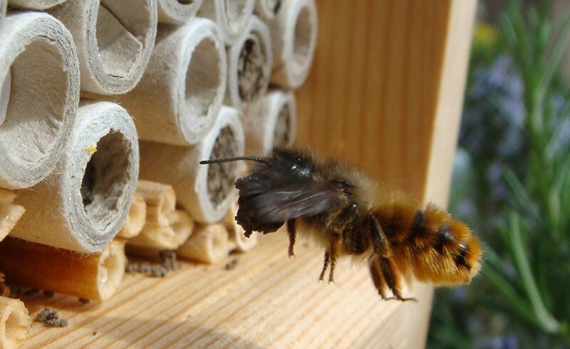 Wildbiene und Partner - Urban Bee Farming